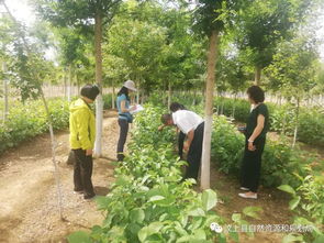 省自然資源廳檢查組到我縣開展林木種苗質(zhì)量抽查工作，助力樹木種植經(jīng)營邁上新臺階